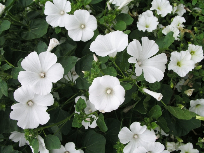 Лаватера белая