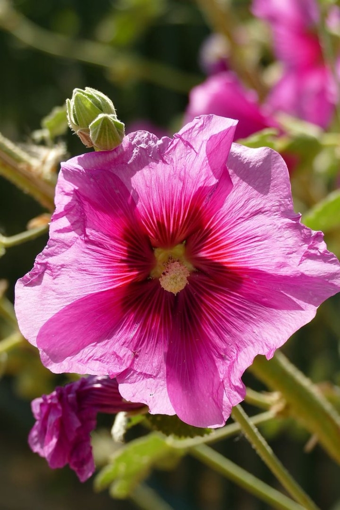 Цветы семейства мальвовых