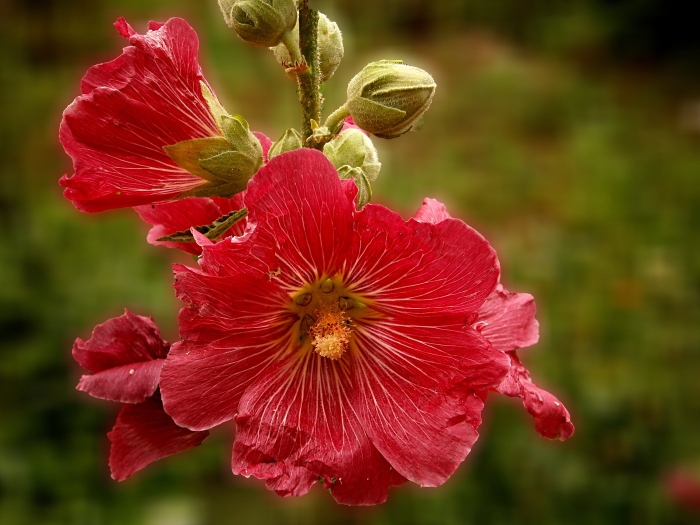 Мальва цветок