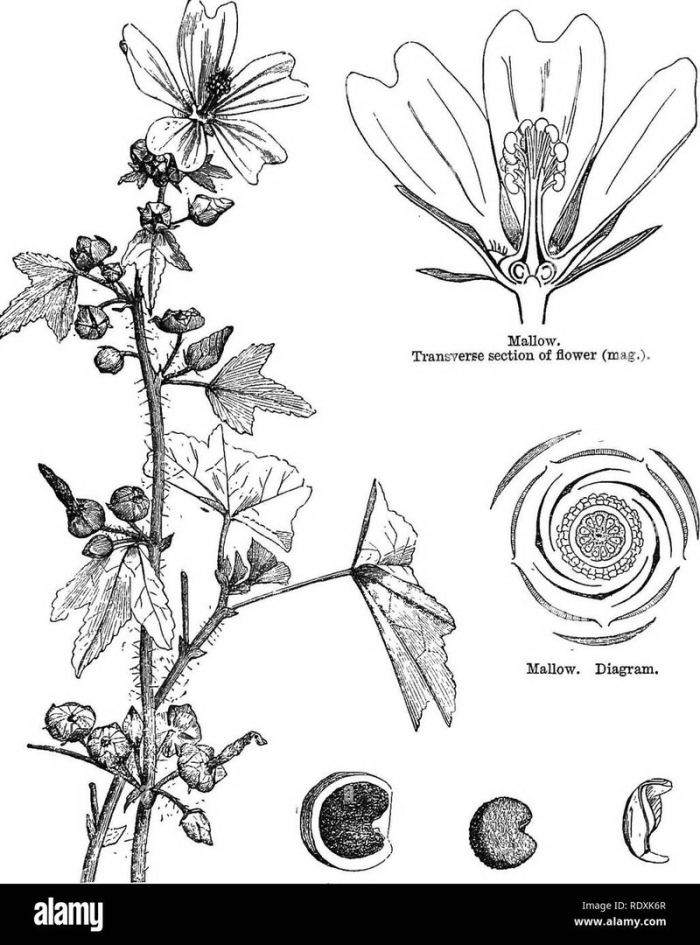 Мальва лесная malva sylvestris