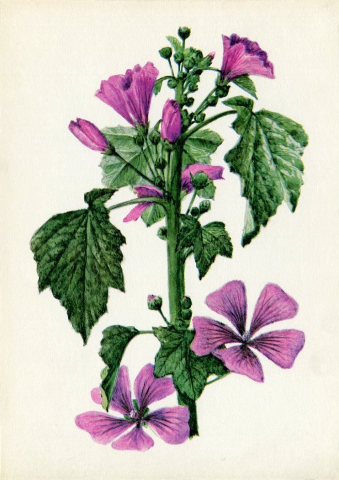Malva sylvestris