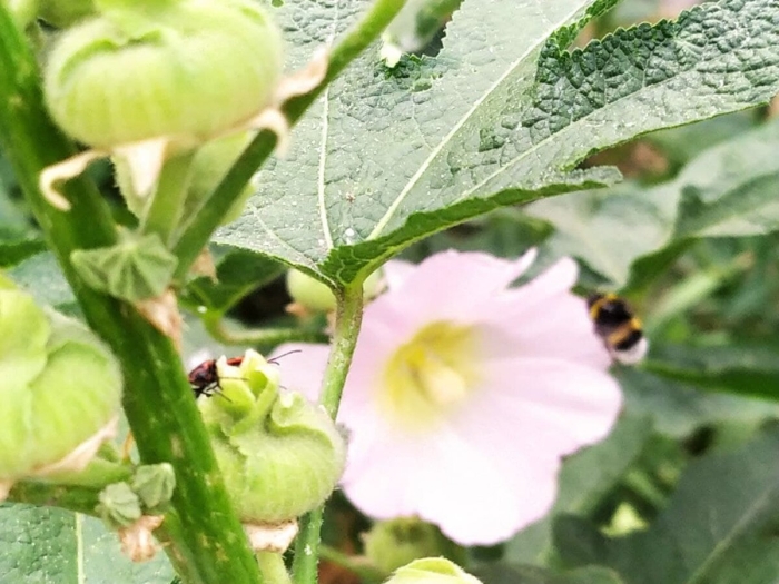 Мальва просвирник плоды