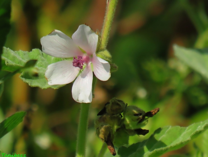 Алтей лекарственный