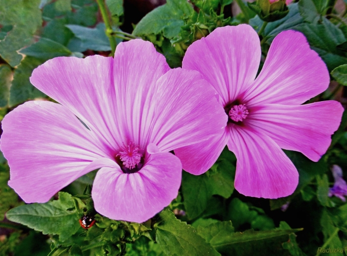 Лаватера тюрингенская многолетняя