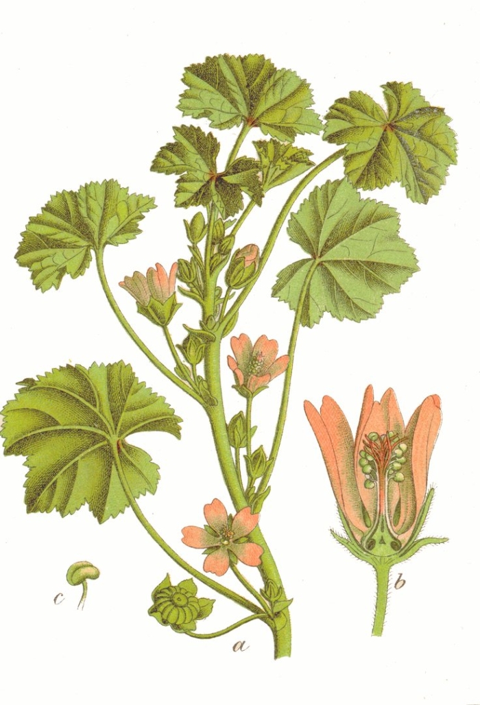 Просвирник мальва лесная