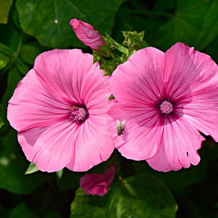 Лаватера тюрингенская розовая