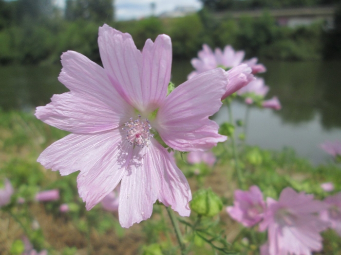 Malva alcea