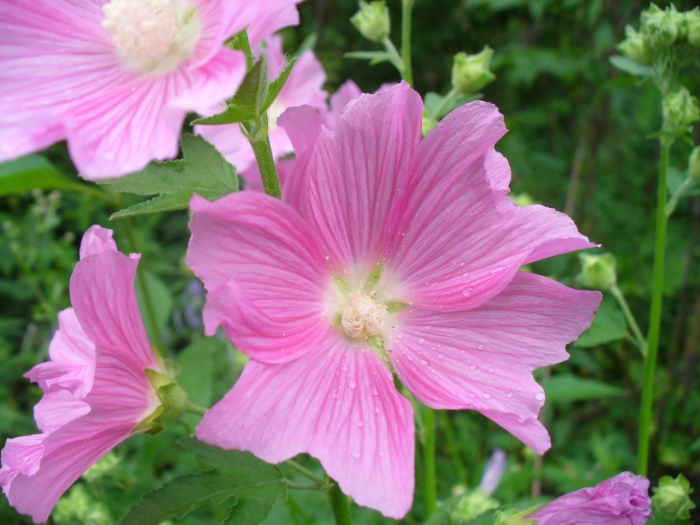 Мальвовые (подсемейство)