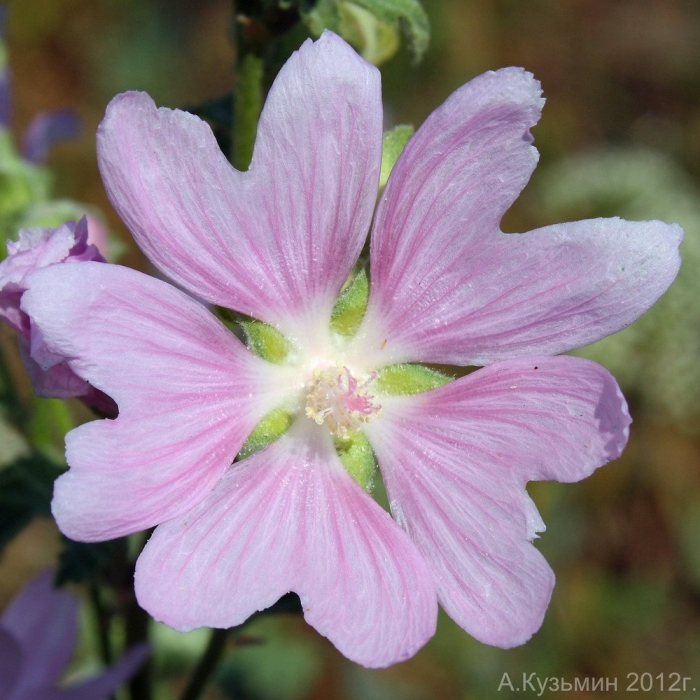 Malva thuringiaca