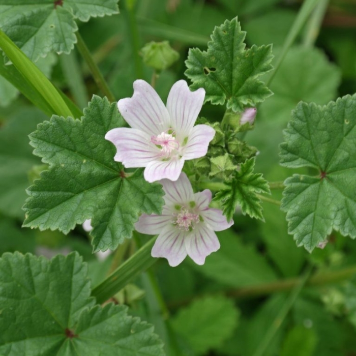 Мальва просвирник калачики