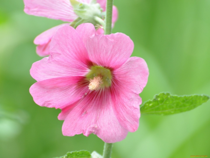 Мальва розовая