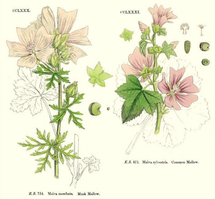 Malva sylvestris ботанический рисунок