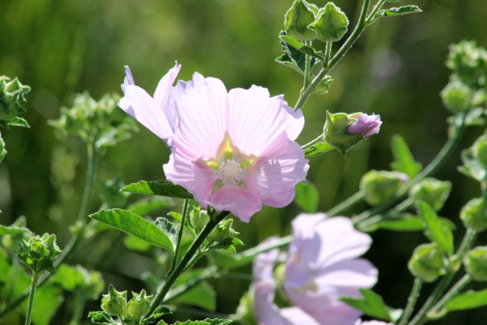 Хатьма тюрингенская