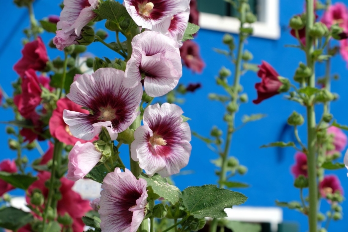 Hollyhock мальва