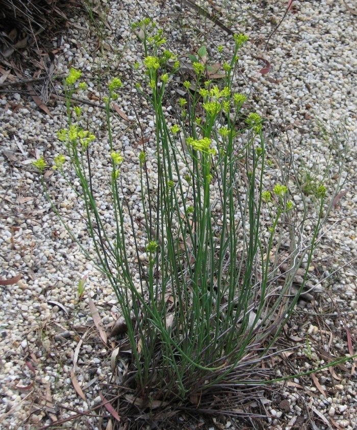 Gutierrezia sarothrae