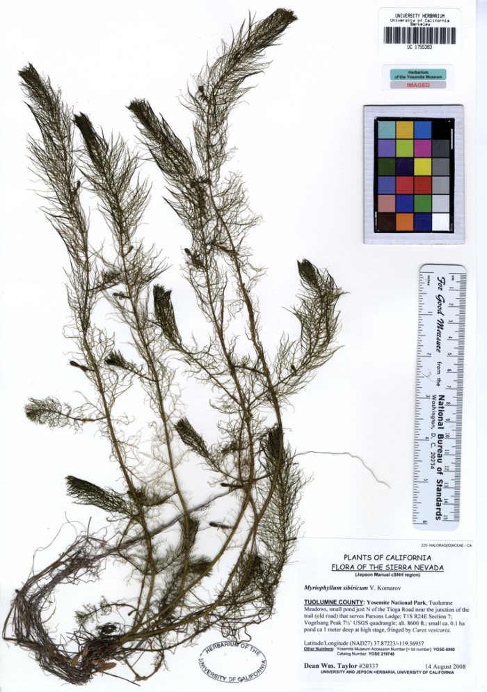Myriophyllum sibiricum