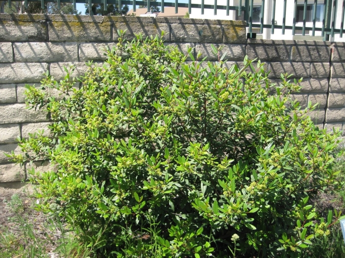 Frangula californica