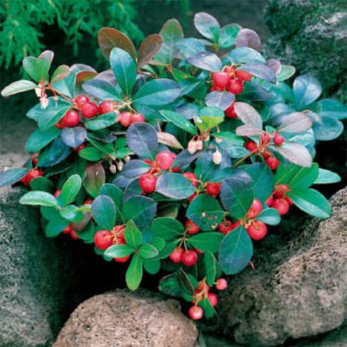 Gaultheria procumbens