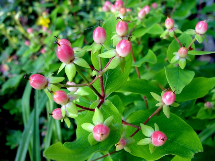 Hypericum androsaemum