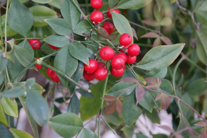 Куст с красными ягодами