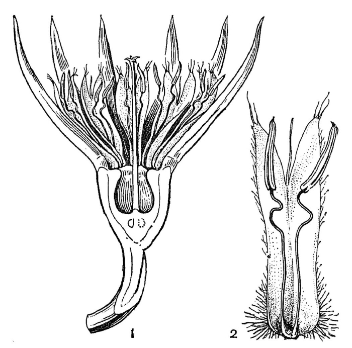 Бругиера голокорневая