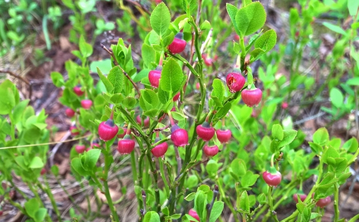Черника (vaccinium myrtillus)