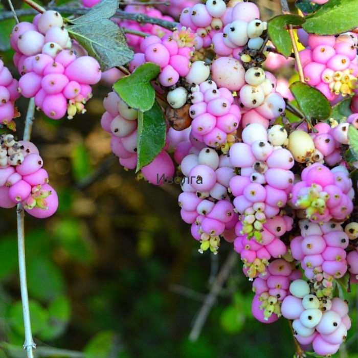 Снежноягодник доренбоза аметист