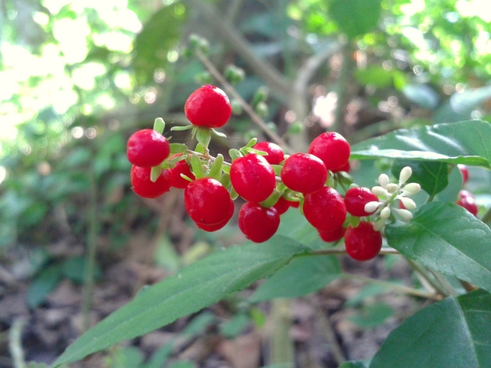 Лимонник дальневосточный