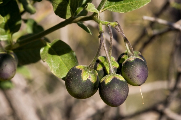 Паслен колючий (solanum rostratum dun.)