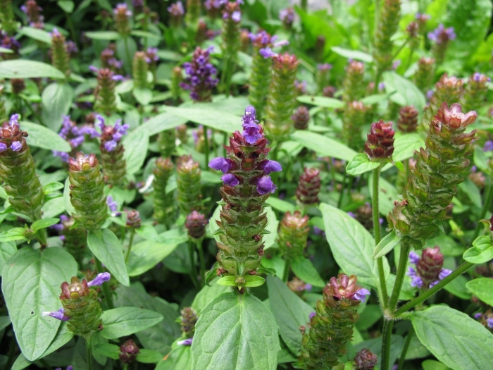 Prunella vulgaris