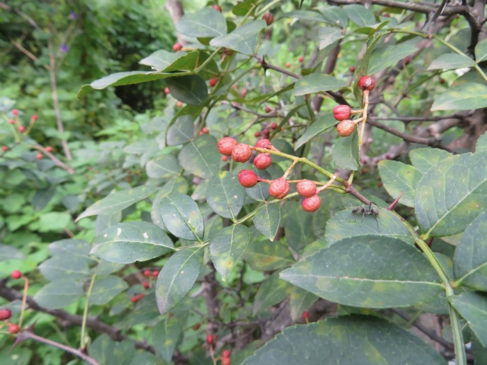 Зантоксилум перечный