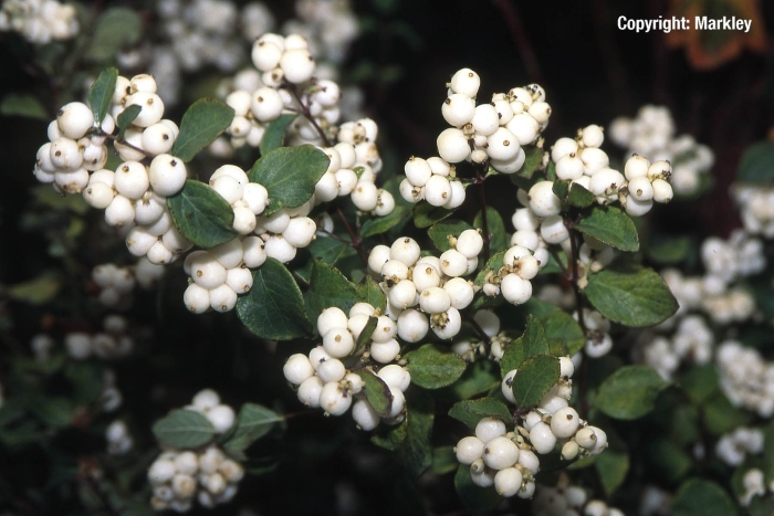 Снежноягодник доренбоза
