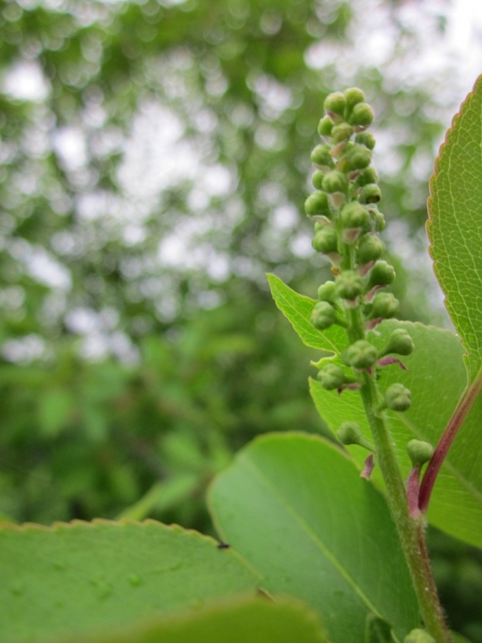Prunus serotina