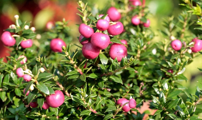 Гаультерия пернеттия