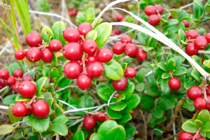 Красника клоповник