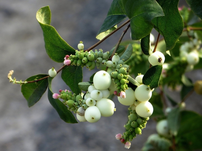 Снежноягодник приречный