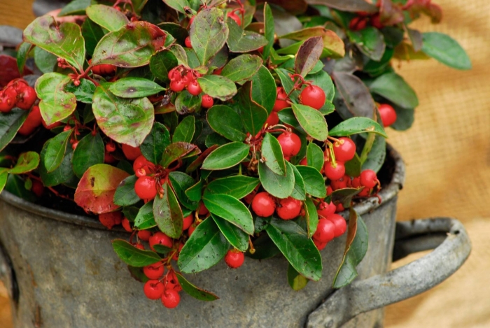 Ползучая гаультерия