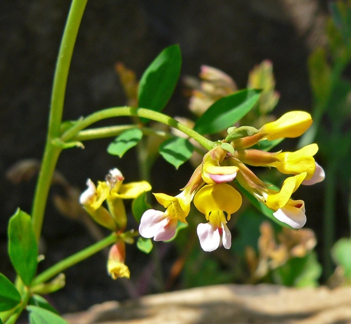 Лядвенец рогатый lotus corniculatus