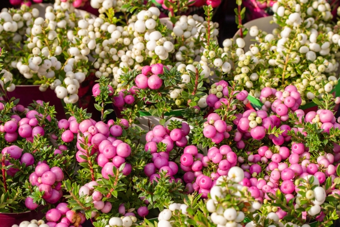 Gaultheria mucronata