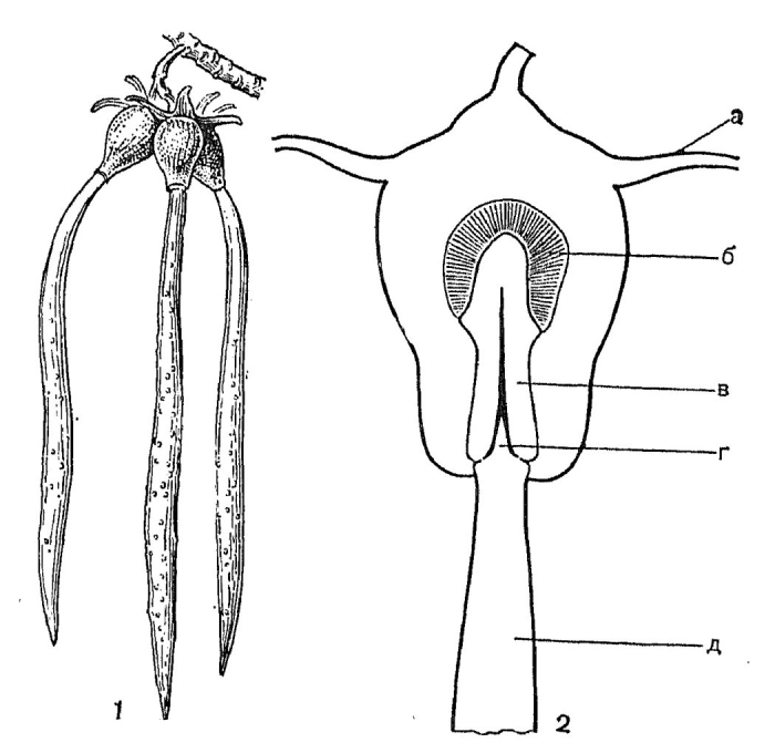 Продольный разрез
