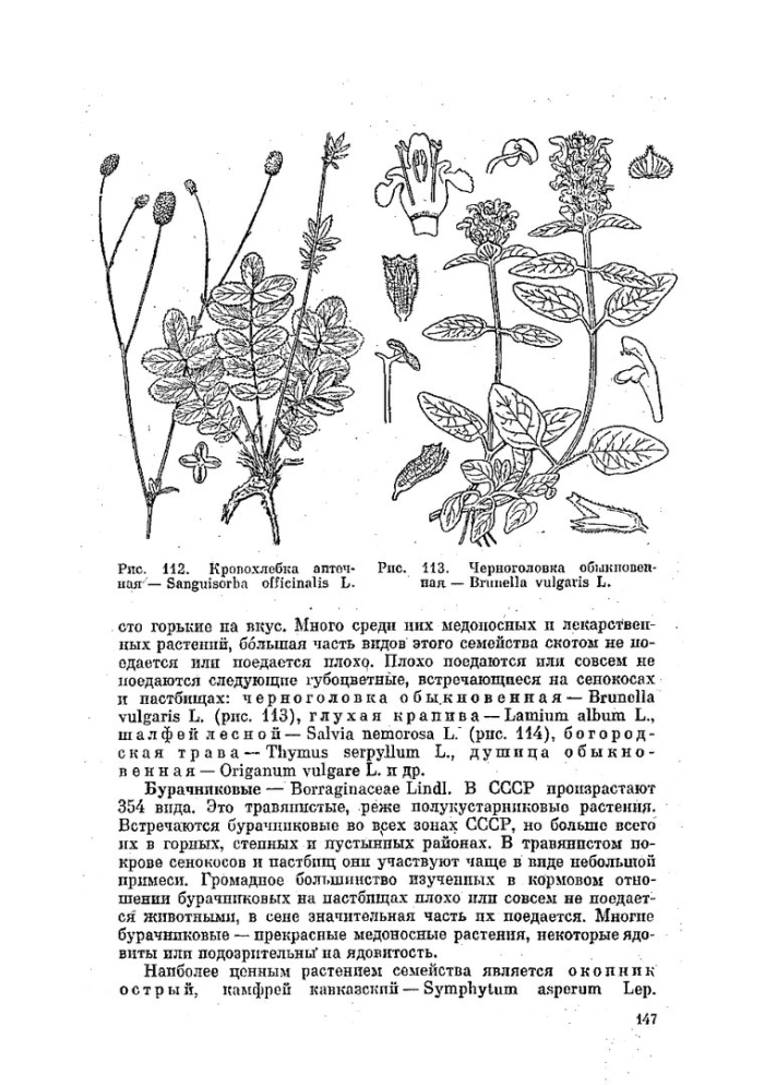 Черноголовка обыкновенная