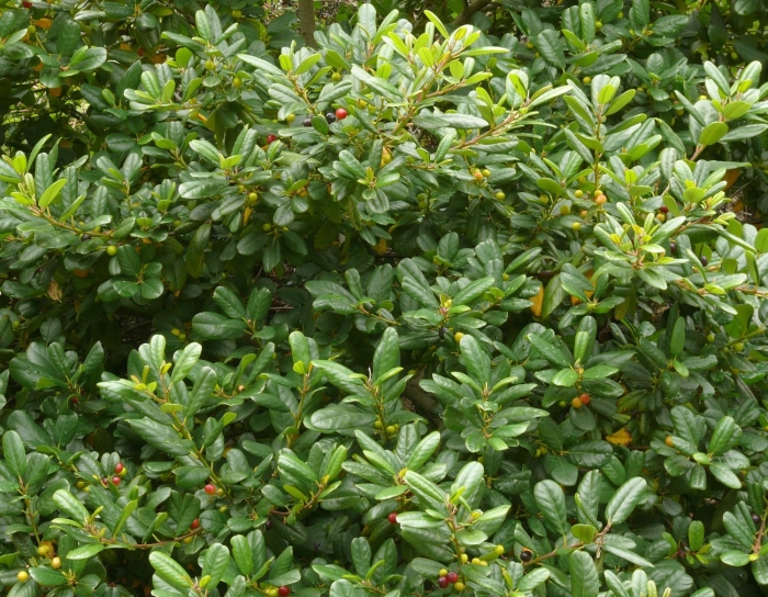 Rhamnus californica