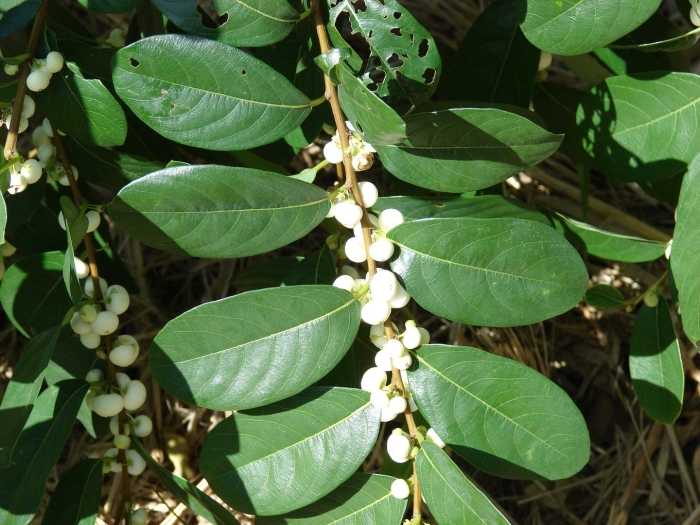 Секуринега ветвецветная