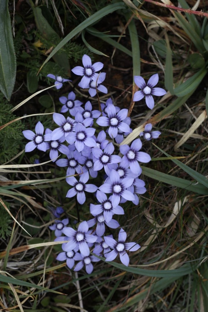 Gentiana verna