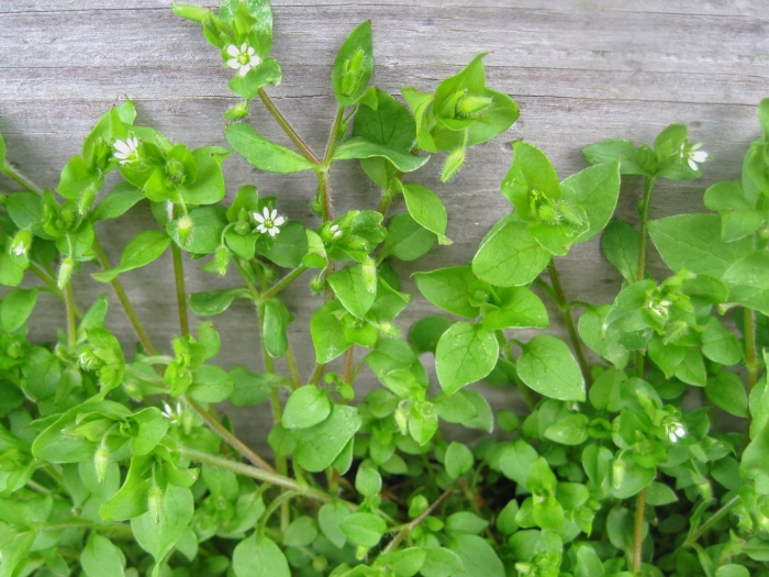 Мокрица звездчатка