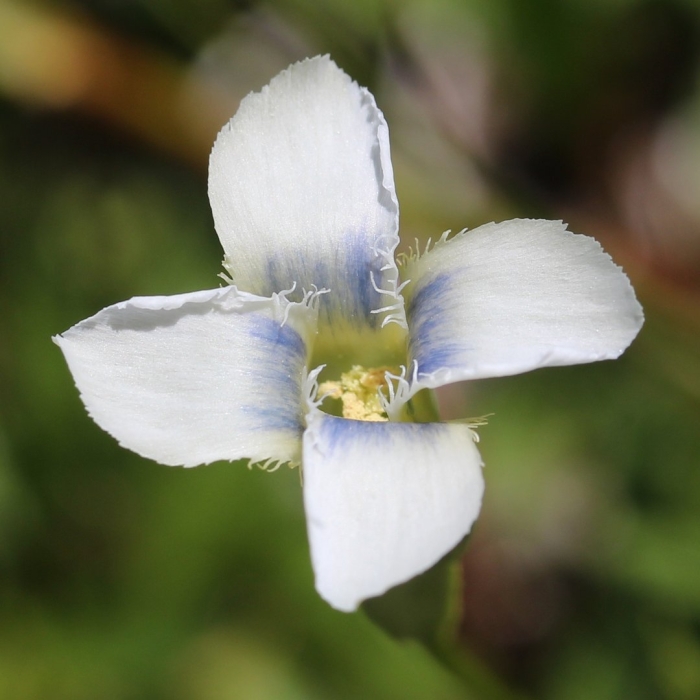 Fringed gentian