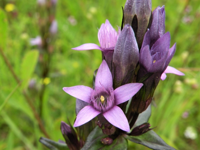 Горечавка крупнолистная