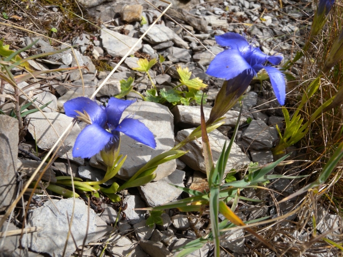 Gentianopsis crinita