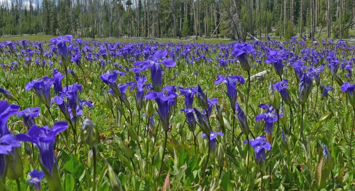 Горечавка бородатая (gentiana barbata)