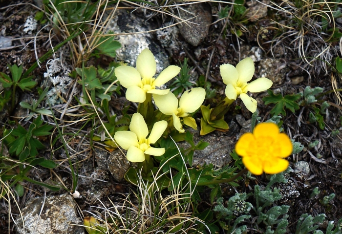 Hibbertia procumbens
